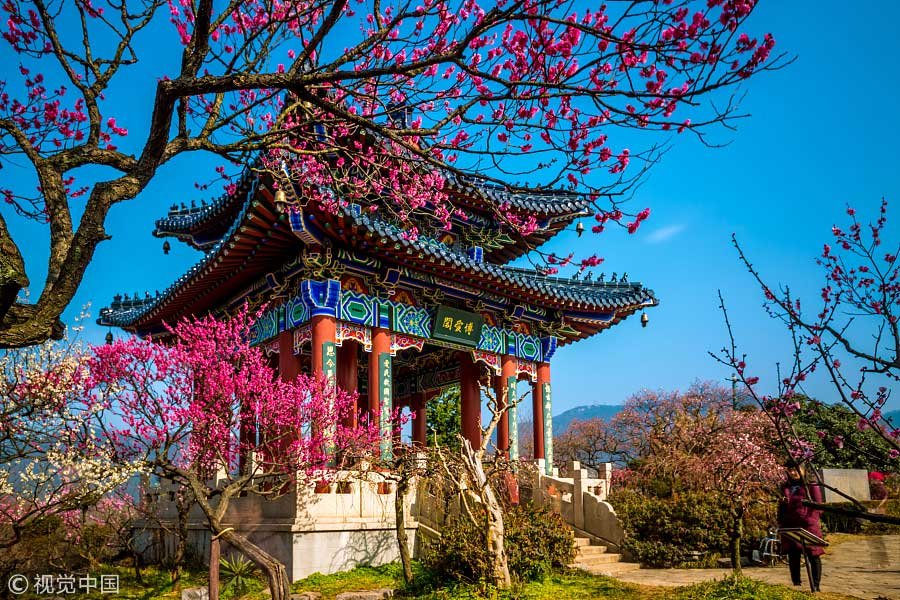 🌸 세계의 매화 공원 (세카이노우메코엔) 이미지 6